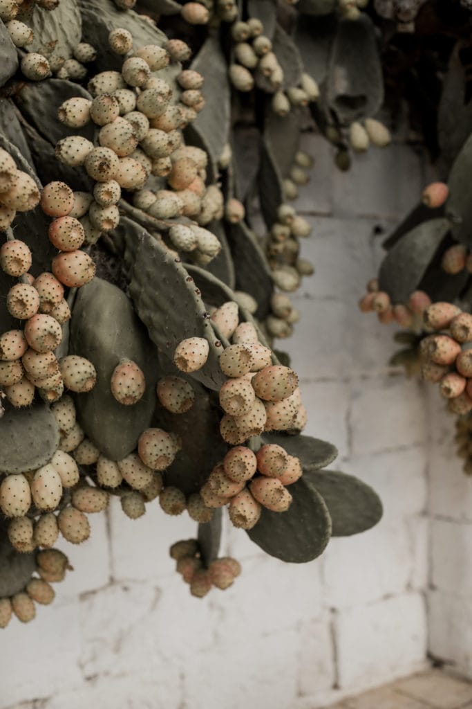 Cacti at Masseria Potenti, Puglia, Italy