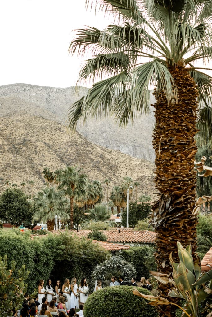 Palm tree with cocktail hour below in Palm Springs, California