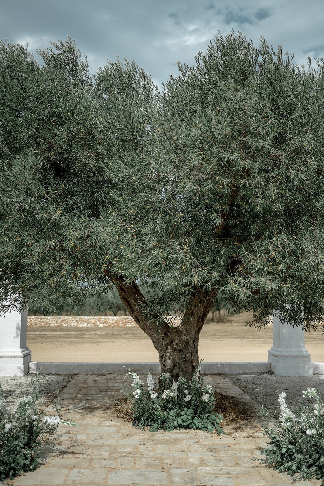 Ancient olive tree marks ceremony site for Masseria Potenti wedding