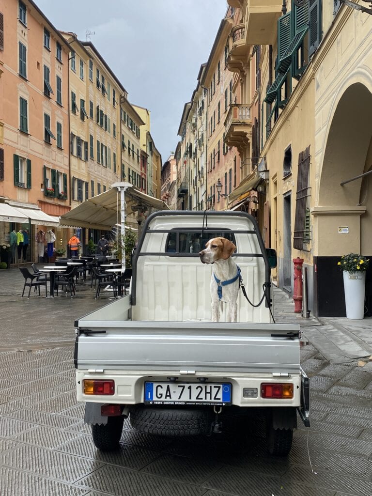 Dog in back of pickup truck in Santa Margherita Ligure