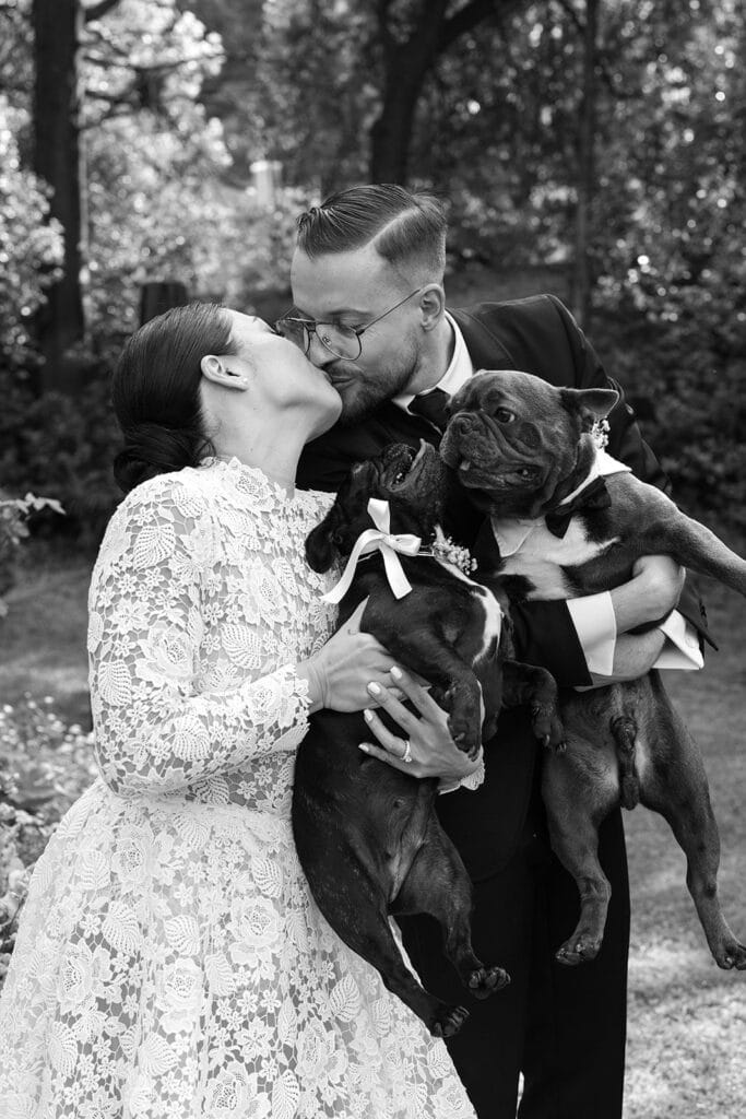 Bride and groom black and white portrait with their two French bulldogs