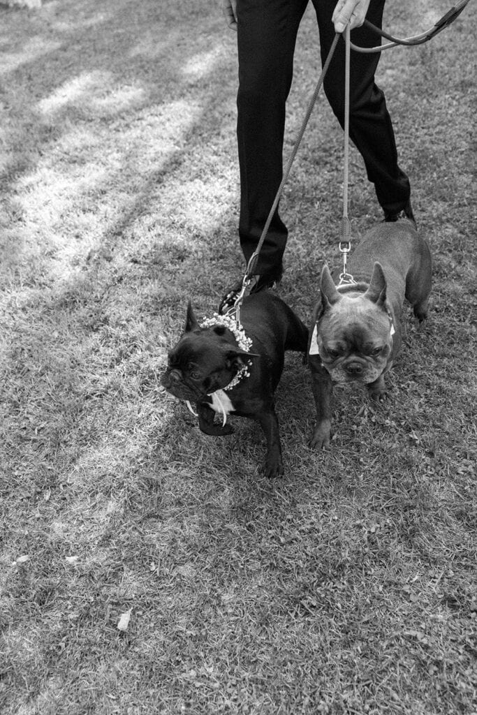 French bulldogs attend wedding as guests of honor